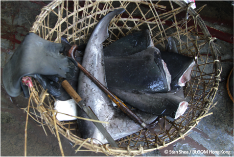Aux États-Unis, le Rhode Island interdit la possession et la vente d’ailerons de requin