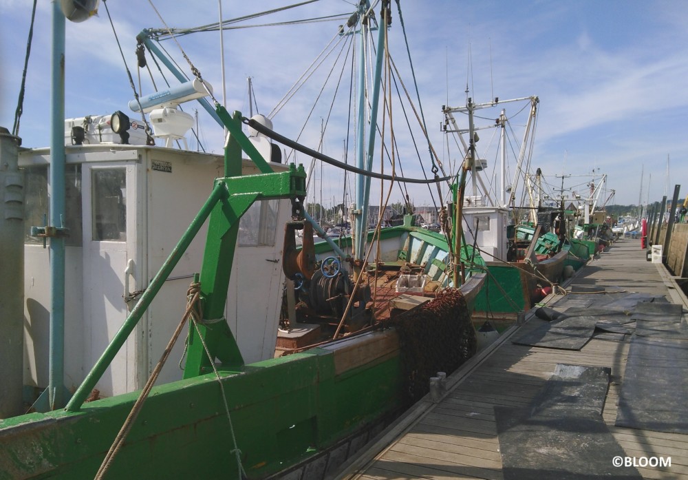 Aides à la pêche: BLOOM demande l’abrogation de l’arrêté sur les arrêts temporaires
